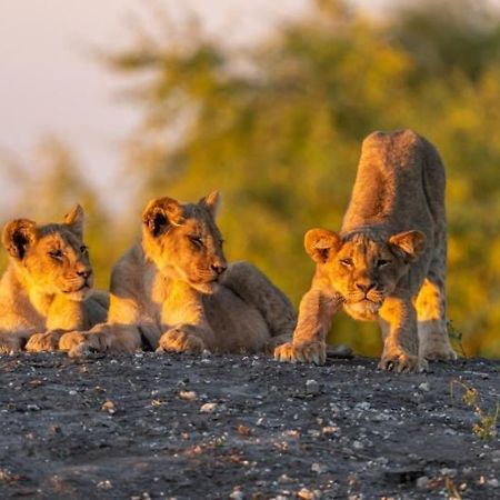 Jackalberry Chobe Hotel Kasane Buitenkant foto
