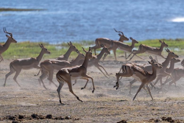 Jackalberry Chobe Hotel Kasane Buitenkant foto