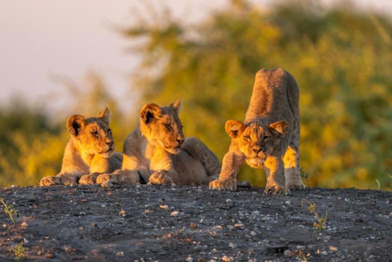 Jackalberry Chobe Hotel Kasane Buitenkant foto